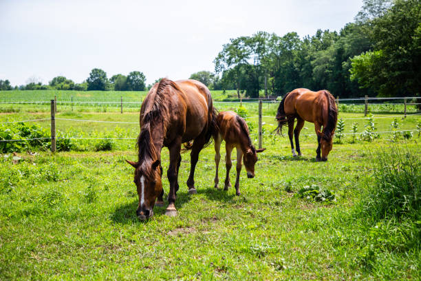 istock A Mom and Her Baby 1161508416