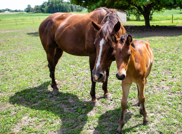 istock A Mom and Her Baby 1161508442