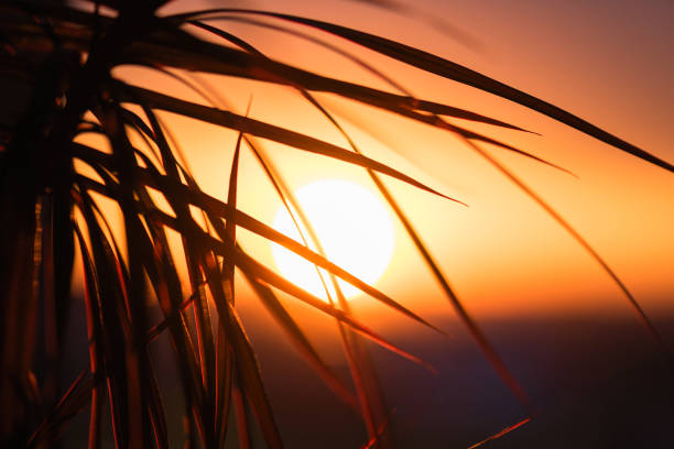 Silhouette of palm tree against the backdrop of a huge setting sun.