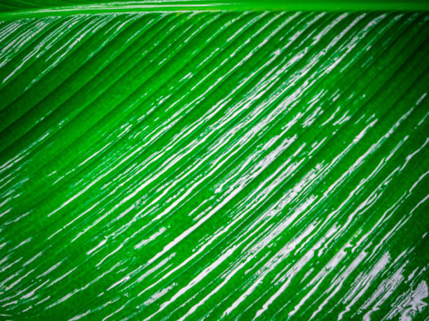 istock Closeup of green leaves . 1161512091