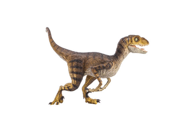 Velociraptor Dinosaur on white background . stock photo