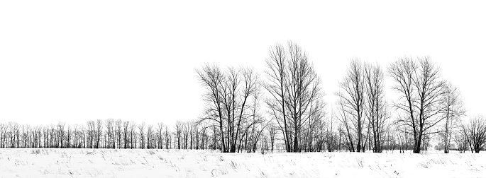 Silhouette of bare black birch-trees winter on white background