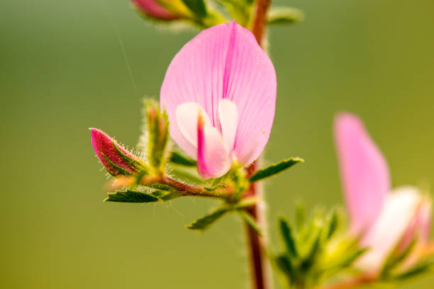 Spiny Restharrow, medicinal plant with flower