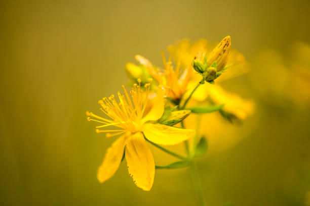 johanniskraut, heilpflanze mit blume - johanniskraut stock-fotos und bilder