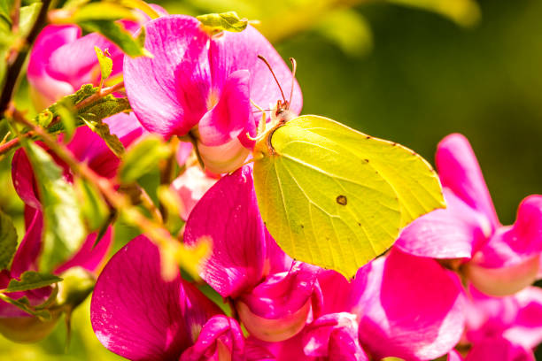 istock brimstone butterfly on vetch flower 1161513236