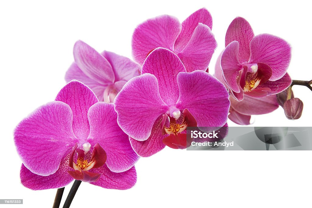 Rosa orchidea - Foto stock royalty-free di Ambientazione tranquilla