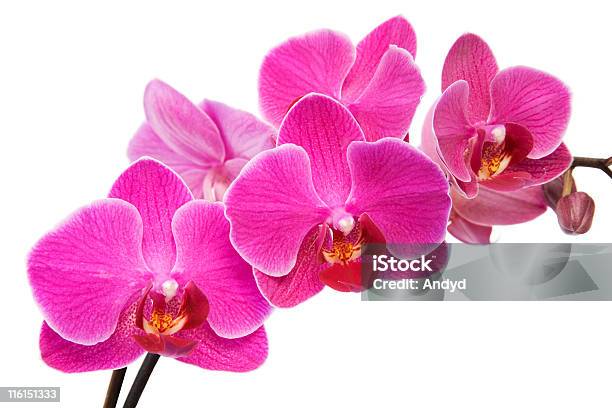 Rosa Orchidea - Fotografie stock e altre immagini di Ambientazione tranquilla - Ambientazione tranquilla, Bellezza, Bellezza naturale