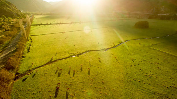 paysage argentin de patagonie chilienne avec des vaches librement bravantes. wiew aérien de groupe de vaches dans le coucher du soleil. - top wiew photos et images de collection