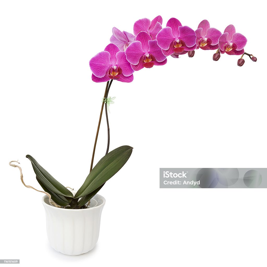 Розовая орхидея - Стоковые фото Без людей роялти-фри