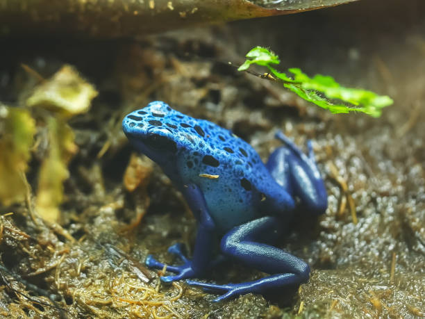 istock close up of a blue poison frog side on to camera 1161518013