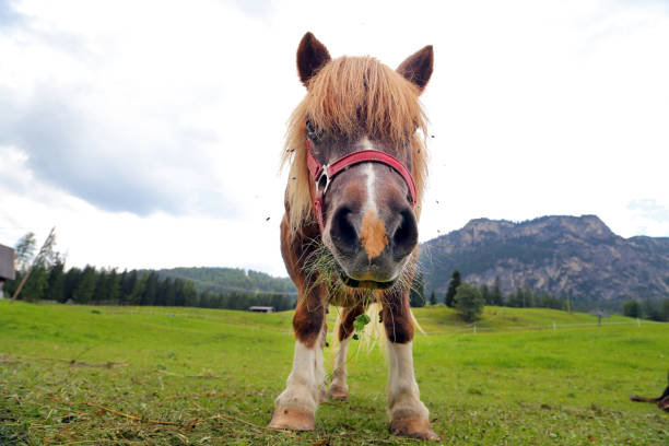 Pony on the Dolimite - Italy - fotografia de stock