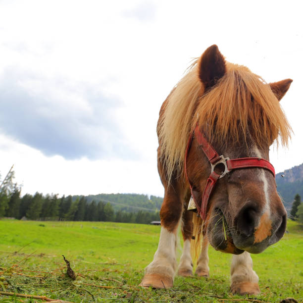 istock Pony on the Dolimite - Italy 1161519437