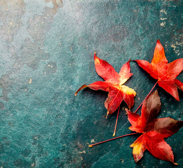 istock Autumn background with colored red leaves on blue slate background. Top view, copy space 1161520032