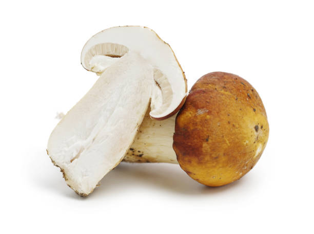Tricholoma matsutake on white background Tricholoma matsutake on white background matsutake mushroom stock pictures, royalty-free photos & images