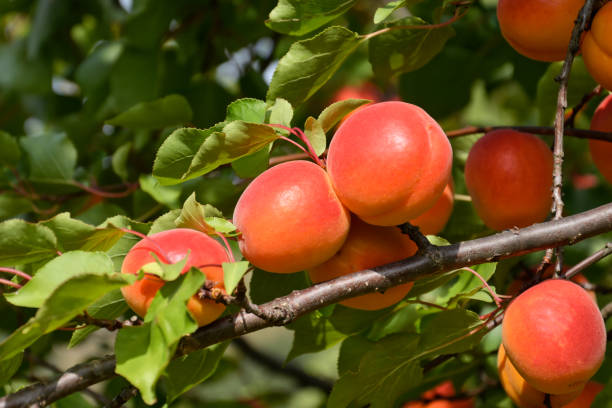 istock Sprig of ripe apricots in an orchard 1161520740