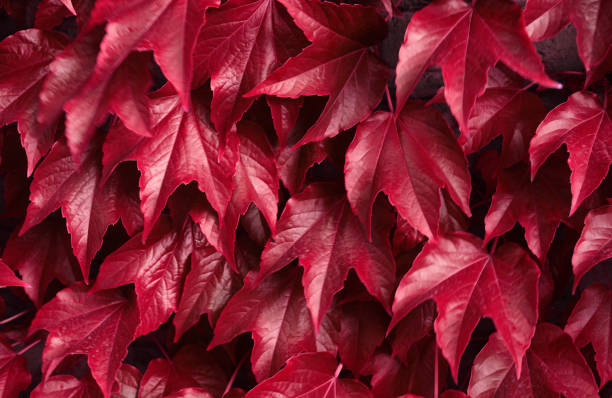 istock Red autumn leaves natural botanical fall background 1161521362