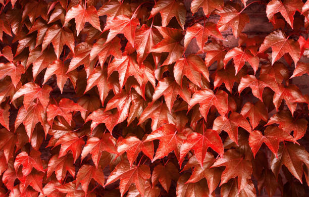 istock Red autumn leaves natural botanical fall background 1161521386