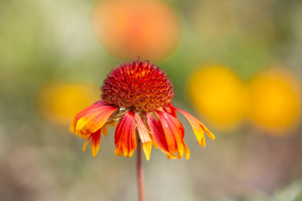 primavera all'aperto, fiore giallo in fiore, gerbera, gaillardia pulchella foug. - gaillardia pulchella foto e immagini stock