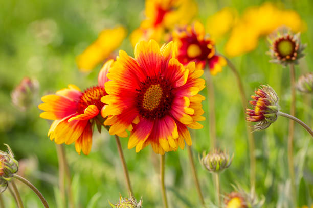 primavera all'aperto, fiore giallo in fiore, gerbera, gaillardia pulchella foug. - gaillardia pulchella foto e immagini stock