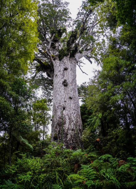 Tāne Mahut - Lord of the forest Giant kauri tree in the Waipoua Forest of the Northland Region in New Zealand waipoua forest stock pictures, royalty-free photos & images