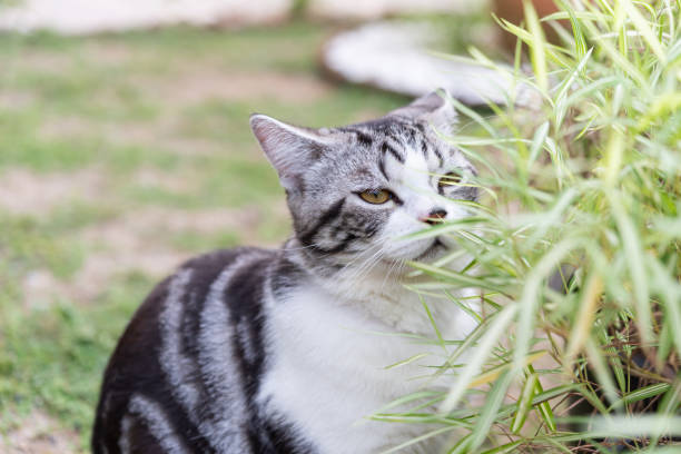 銀の竹の木とかわいい猫、猫のための自然医学の植物 - kitten cats animals and pets formal garden ストックフォトと画像