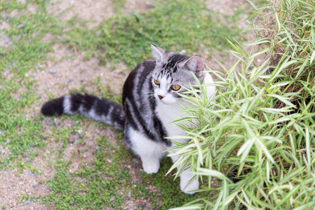 銀の竹の木とかわいい猫、猫のための自然医学の植物 - kitten cats animals and pets formal garden ストックフォトと画像