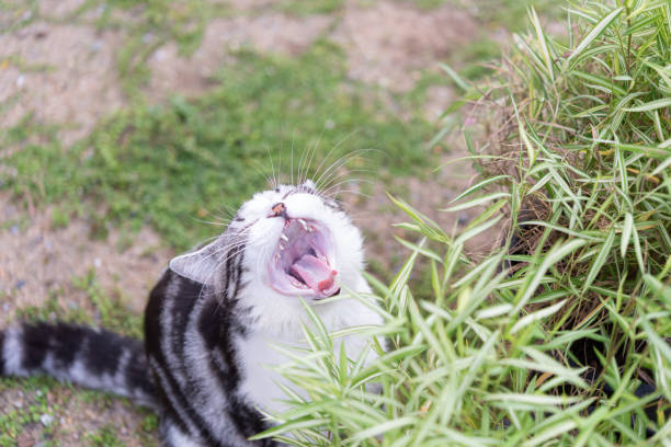 銀の竹の木とかわいい猫、猫のための自然医学の植物 - kitten cats animals and pets formal garden ストックフォトと画像