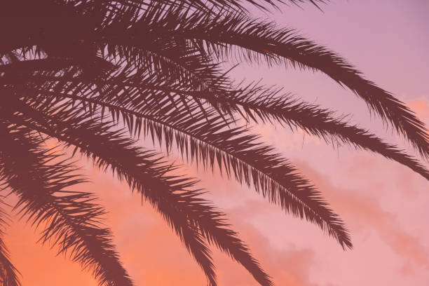 Tropical sunset and palm leaves vivid coral background