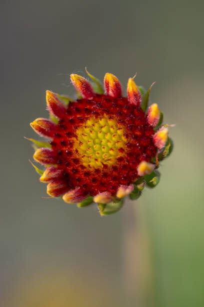 primavera all'aperto, fiore giallo in fiore, gerbera, gaillardia pulchella foug. - gaillardia pulchella foto e immagini stock