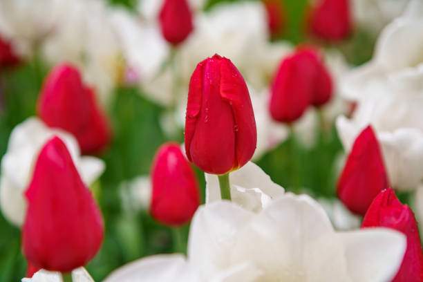 istock Beautiful exotic flowers in spring garden 1161523960