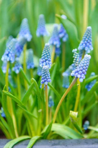 istock Beautiful exotic flowers in spring garden 1161524538