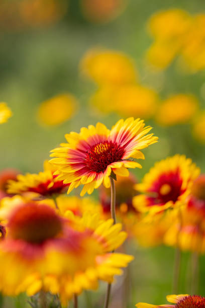 primavera all'aperto, fiore giallo in fiore, gerbera, gaillardia pulchella foug. - gaillardia pulchella foto e immagini stock