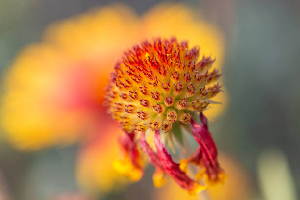 primavera all'aperto, fiore giallo in fiore, gerbera, gaillardia pulchella foug. - gaillardia pulchella foto e immagini stock