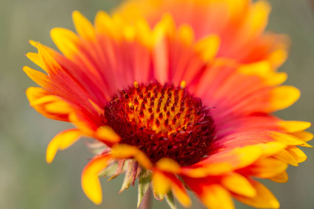 primavera all'aperto, fiore giallo in fiore, gerbera, gaillardia pulchella foug. - gaillardia pulchella foto e immagini stock