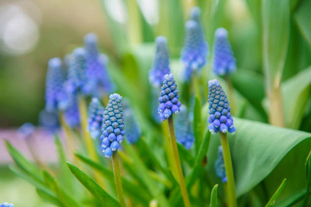 istock Beautiful exotic flowers in spring garden 1161525154