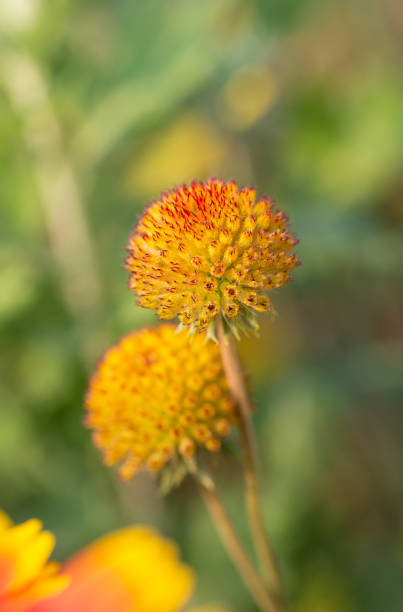 primavera all'aperto, fiore giallo in fiore, gerbera, gaillardia pulchella foug. - gaillardia pulchella foto e immagini stock