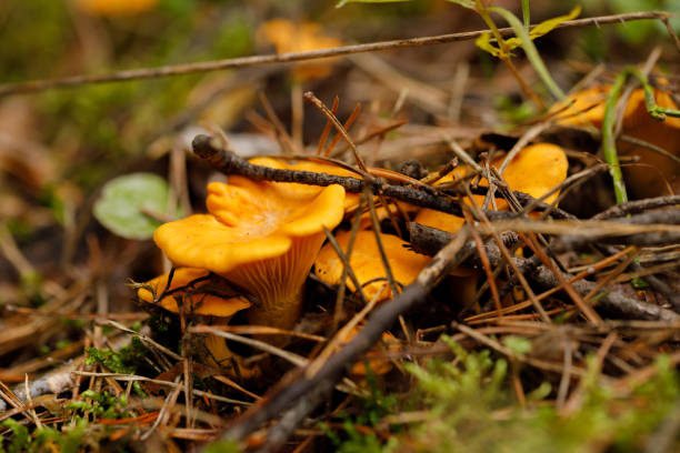 champignons de forêt de chanterelle sur une glade de forêt un jour d'été. des champignons brillants. - chanterelle edible mushroom mushroom freshness photos et images de collection