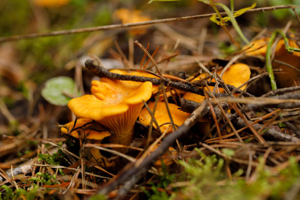 Chanterelle forest mushrooms on a forest glade on a summer day. Bright mushrooms. stock photo