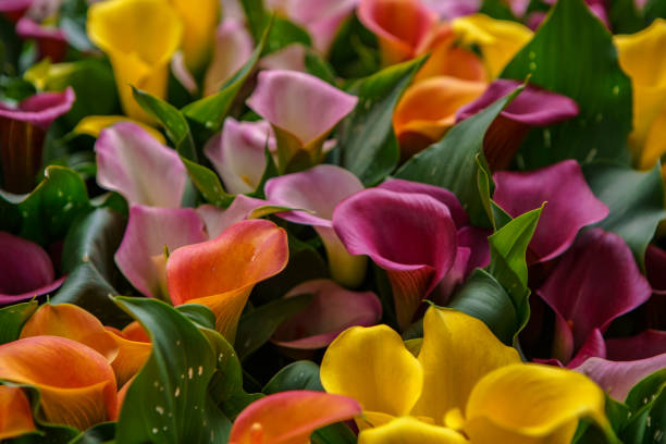istock Beautiful exotic flowers in spring garden 1161525281