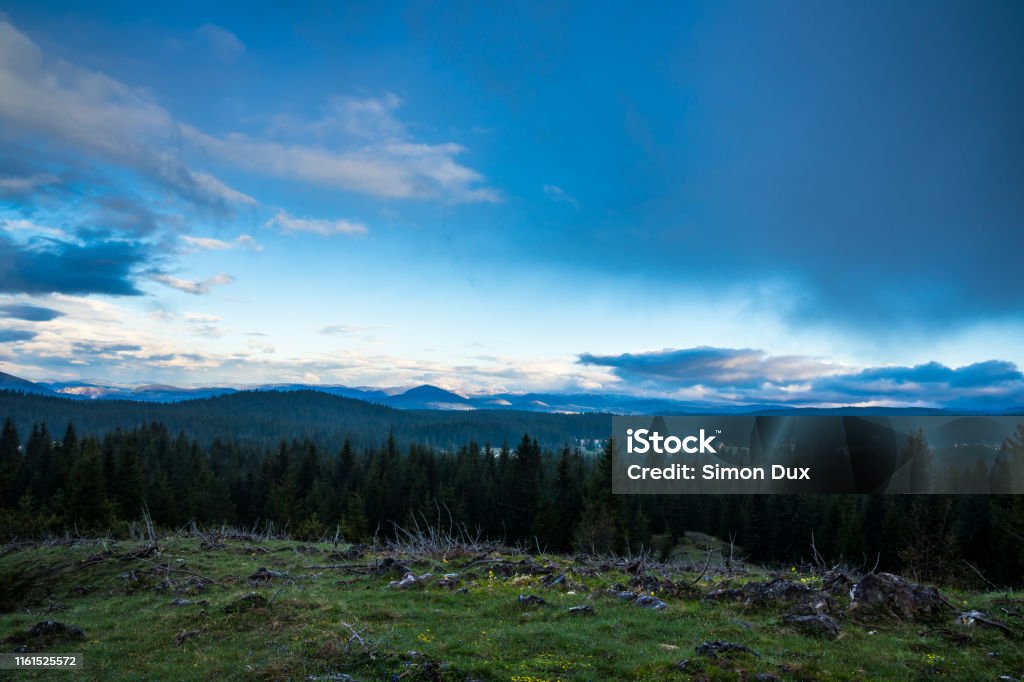Montenegro, Endless green conifer trees covering highlands of durmitor national park near zabljak on mountain curevac apline nature landscape after sunset in twilight Alpine climate Stock Photo