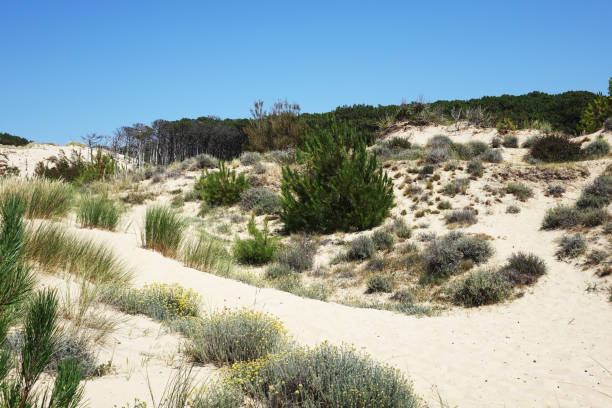 istock Sand dunes of Pilat 1161525606