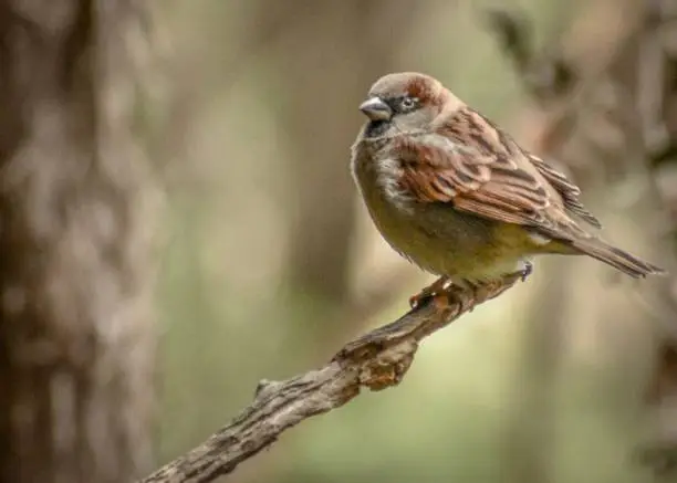 Photo of Household sparrow bird perching on branch