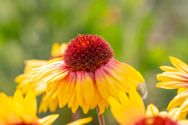 primavera all'aperto, fiore giallo in fiore, gerbera, gaillardia pulchella foug. - gaillardia pulchella foto e immagini stock