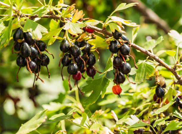 istock black currant grows on a bush in the garden 1161528272