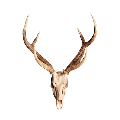 Stuffed deer head isolated on white with clipping path.