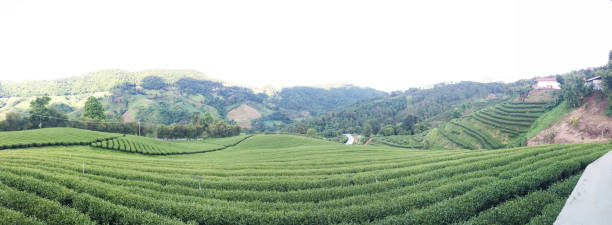 istock Tea plantation in Chiang Rai, Thailand 1161529499