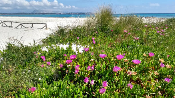 nahaufnahme von carpobrotus edulis (hottentot-feige) fuchsia-blüten auf dem weißen sand des budoni strandes auf sardinien mit dem blau des flachen meeres und dem himmel im hintergrund - sea fig stock-fotos und bilder