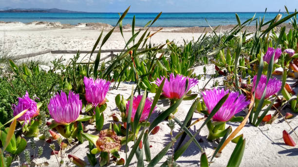 nahaufnahme von carpobrotus edulis (hottentot-feige) fuchsia-blüten auf dem weißen sand des budoni strandes auf sardinien mit dem blau des flachen meeres und dem himmel im hintergrund - sea fig stock-fotos und bilder