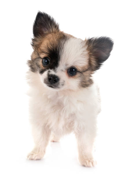 istock little chihuahua 1161530790
