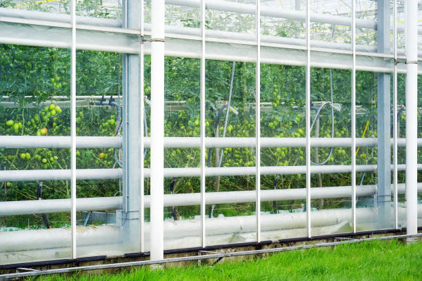 greenhouses in holland - greenhouse industry tomato agriculture imagens e fotografias de stock